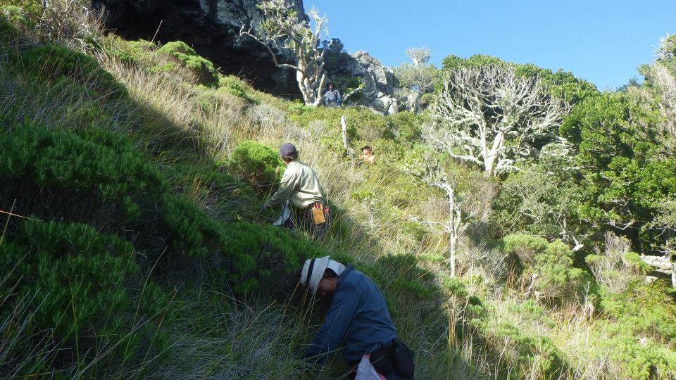 Lord Howe Island 1