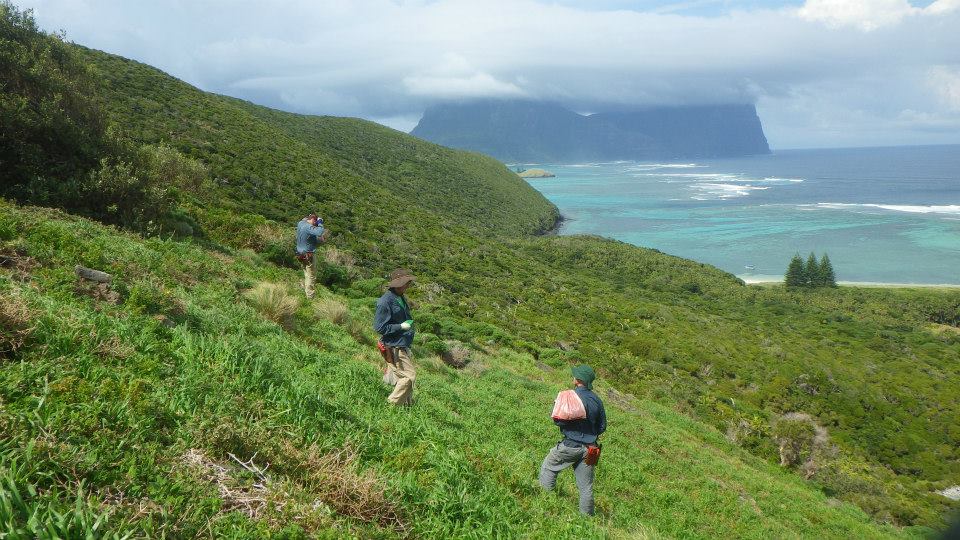 Lord Howe Island 2